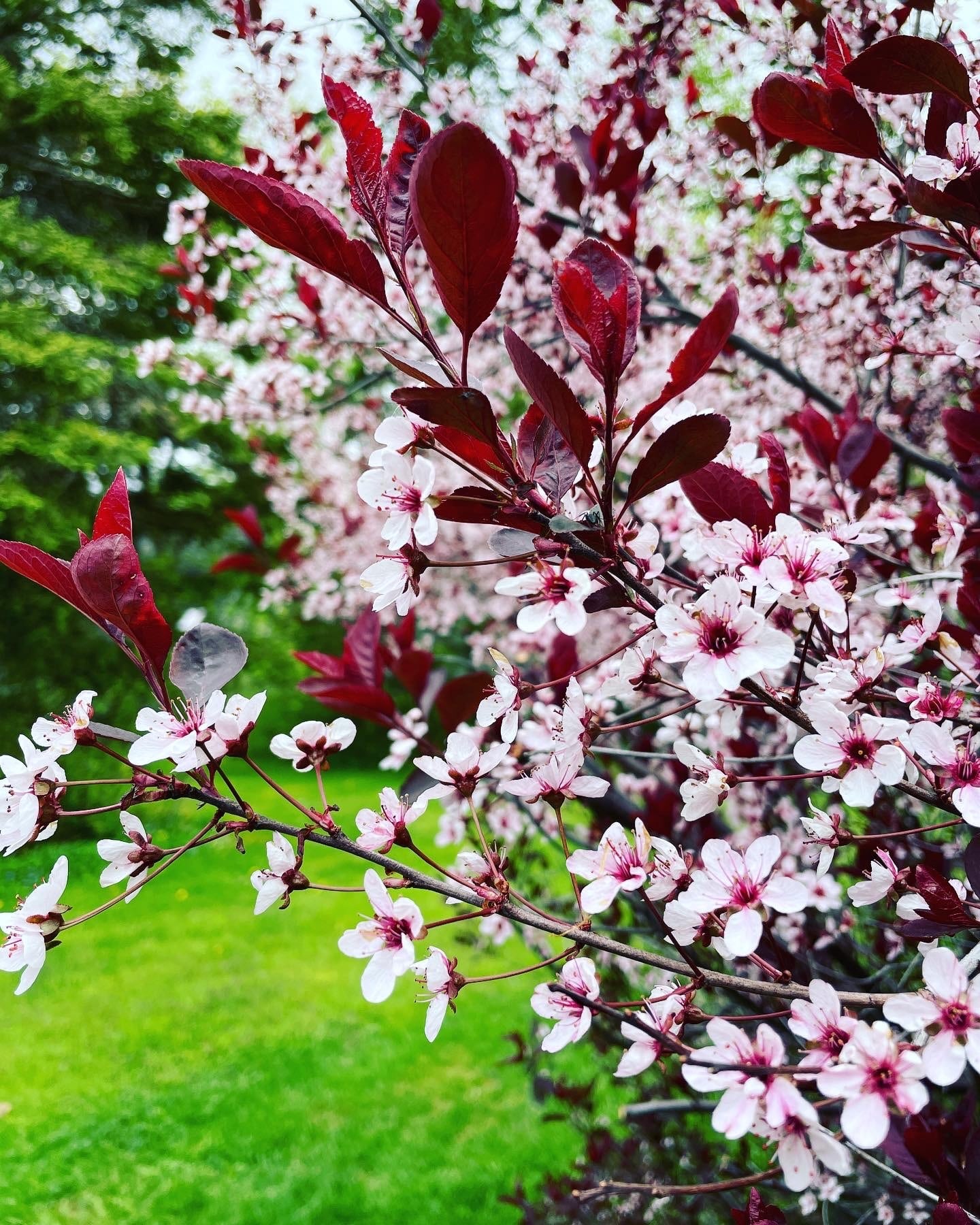 Sand cherry tree blooming in May in Maine
